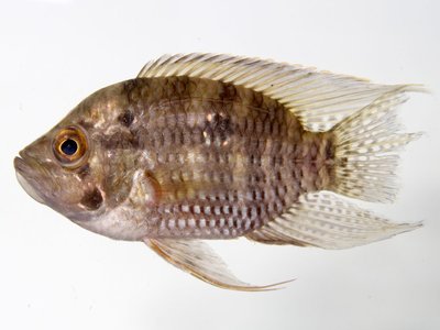 Acaronia