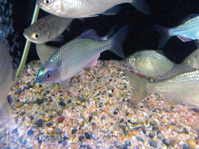 Acheilognathus rhombeus