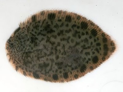 Achiroides