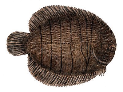 Achirus Lineatus