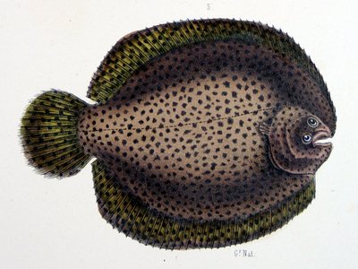 Achirus