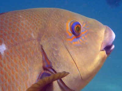 Achoerodus