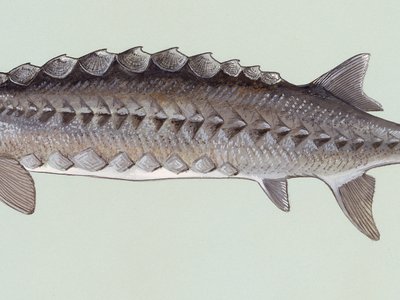 Acipenseriformes