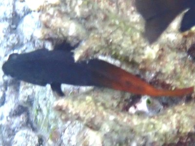 Actinopterygii