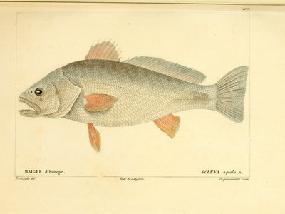 Adlerfisch