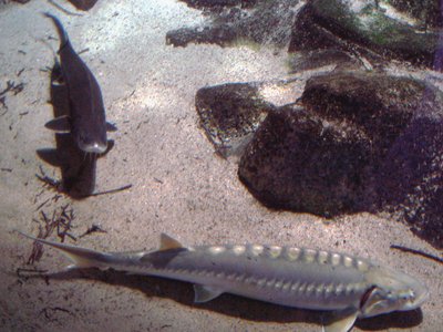 Adriatic Sturgeon