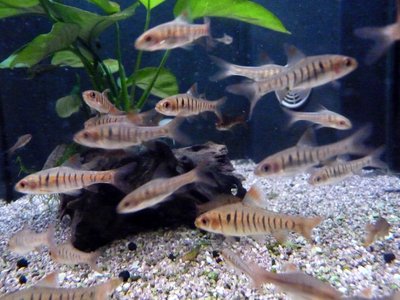 African Barb