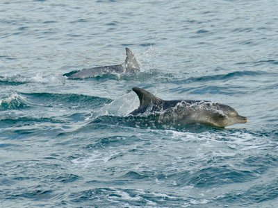 African Bottlenose