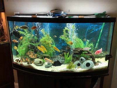 African Cichlid