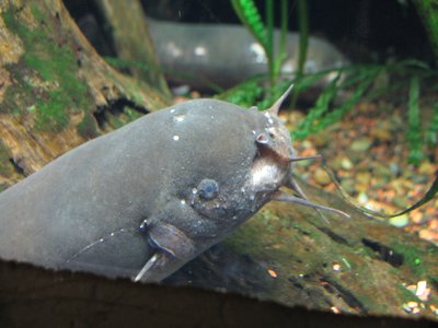 African Electric Catfish