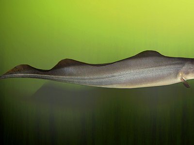 African Knifefish