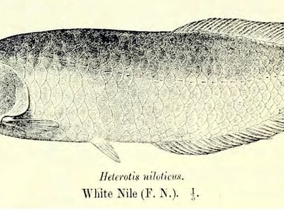 African Mormyrid