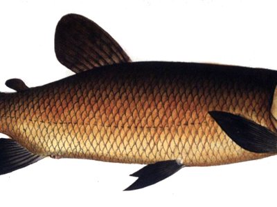 African Pike