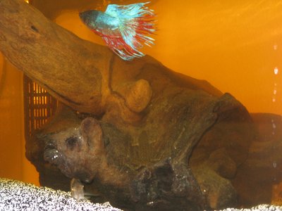 African Red Tailed Catfish
