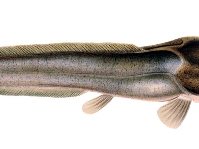 African Sharptooth Catfish