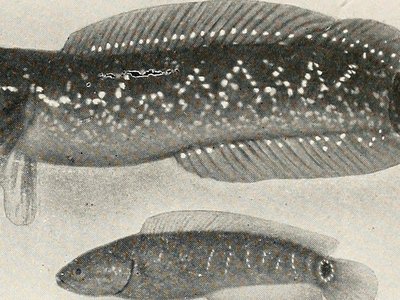 African Snakehead