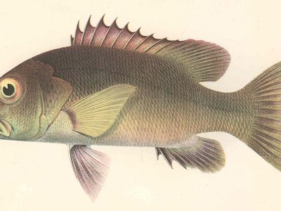 African Snapper