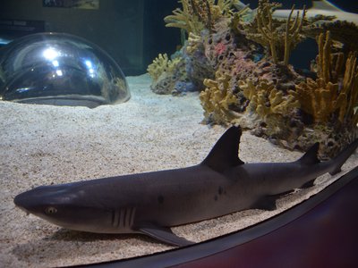 African Spiny Eel