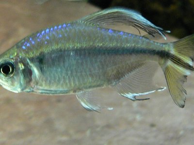 African Tetra