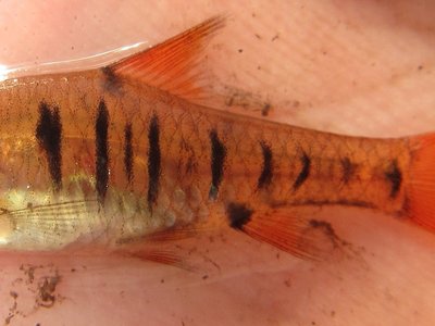 African Tiger Barb