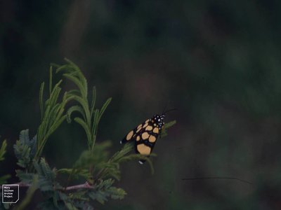 African Tiger Perch