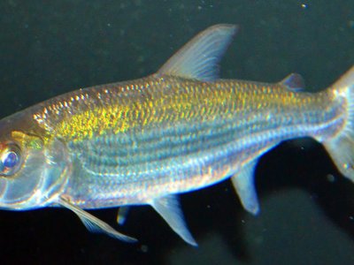 African Tigerfish