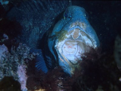 African Wolffish