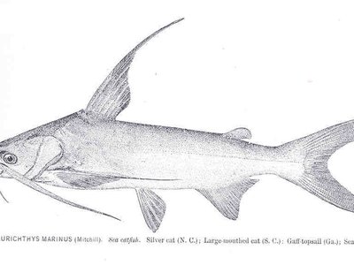 Ailurichthys