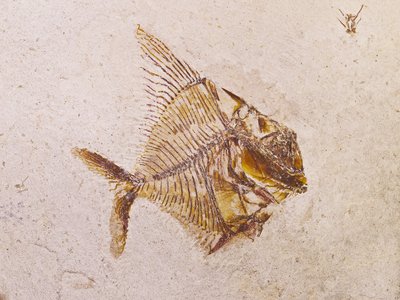 Aipichthys