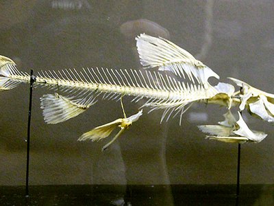 Akysidae