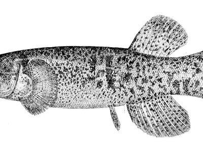 Alaska Blackfish