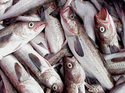 Alaska Pollock