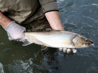 Alaskan Blackfish