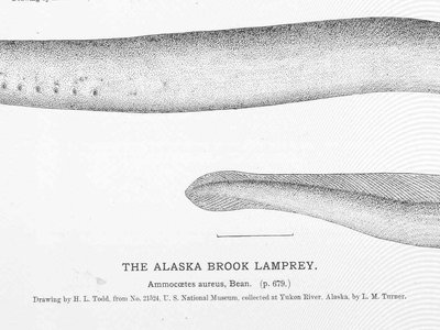 Alaskan Brook Lamprey
