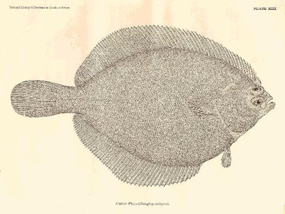 Alaskan Plaice