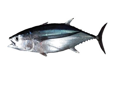 Albacore
