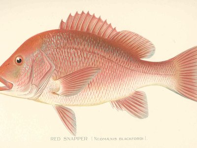 Albany Snapper