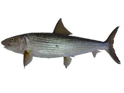 Albula Glossodonta