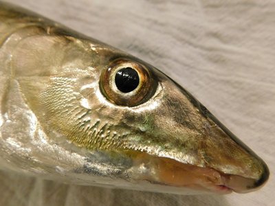 Albula vulpes