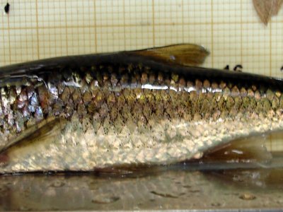 Alburnoides