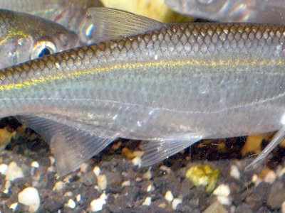 Alburnus