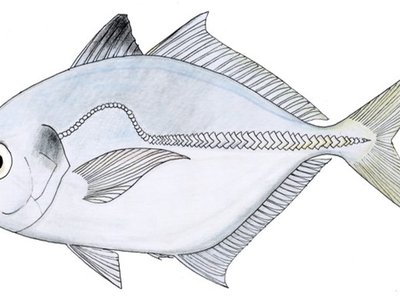 Alepes Melanoptera
