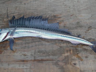 Alepisaurus