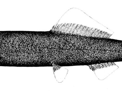 Alepocephaliformes