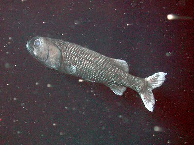 Alepocephalus