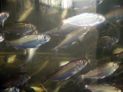 Alewife