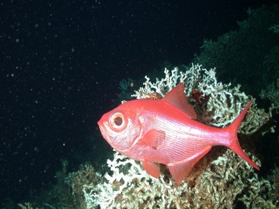 Alfonsino