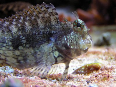 Algae Blenny