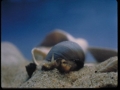 Algae Cod