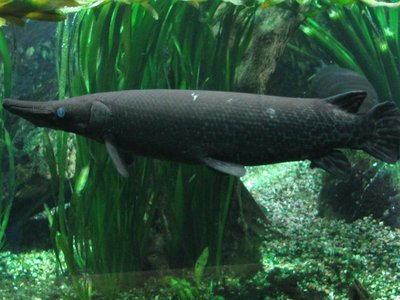 Alligator Gar